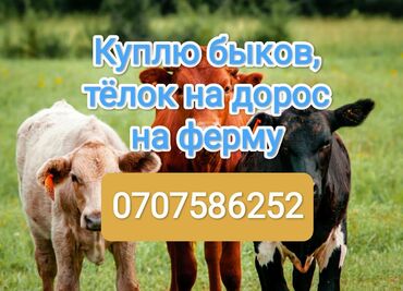 уй сх животное: Куплю | Коровы, быки, Лошади, кони | На откорм, Самовывоз, Круглосуточно