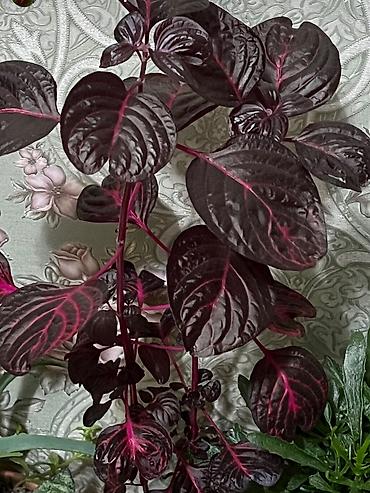 Otaq bitkiləri: Butun guleri endirimnen satiram ancag xanimlara satiw olur cox gul — 48