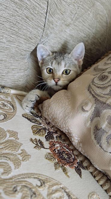 Животные: 3 месяца, Девочка, Приучена к лотку — 7