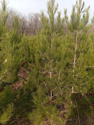 Tinglər: Şam (pine) tingləri – iynəyarpaq landşaft ağacı - Növ: Şam ağacı — 14