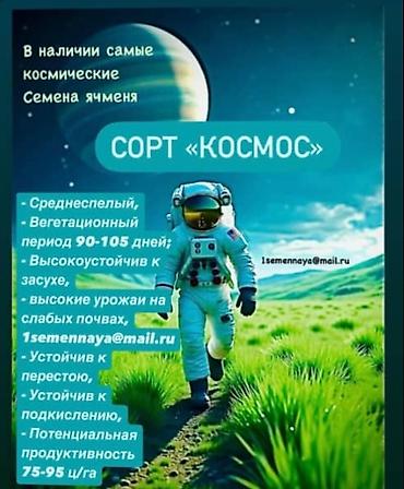Зерновые культуры: Яровой ячмень, сорт „Космос " второй репродукции. Урожай 2025 — 5