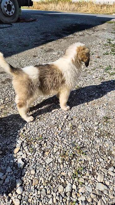 Psi: BERNARDINCI – ODGAJANI SA POSEBNOM PAŽNJOM I NEGEOM Ako tražite — 12