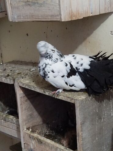 Göyərçinlər: Salam aleykum.Pavlin göyərçinləri satılır.Pavlinlərin sağlamlığına — 7