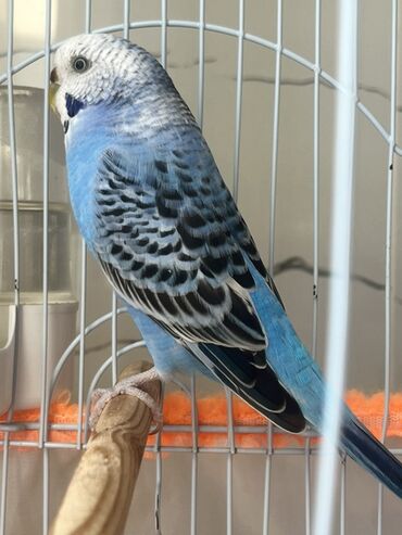 Tutuquşları: Salam hazır qefes qarışıq yuvası ve iki denede bir dişi ve bir erkek — 2