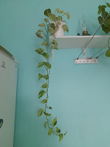 devedabani bitkisi: Epipremnum aureum “N’Joy/Marble Queen” tipli sarmaşan pothos — 2
