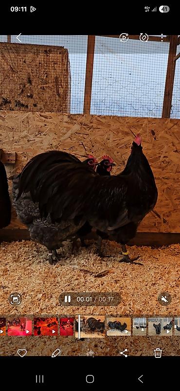 Куры, петухи: Продаю | Куры | Для разведения — 3