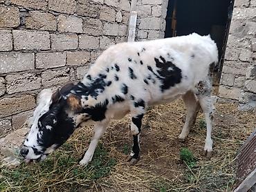 iri it cinsi: 7 aylıq dişi dana satılır 60 kq təmiz əti var bordağa yarıyır tam — 3