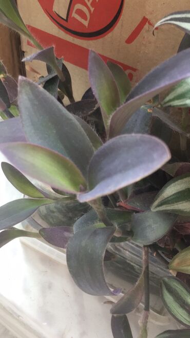 Otaq bitkiləri: Otaq bitkiləri — 5