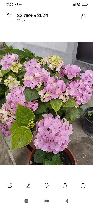 Clematis saplings: Клематис лиановидный, крупноцветковый, двух окрасов: - — 8