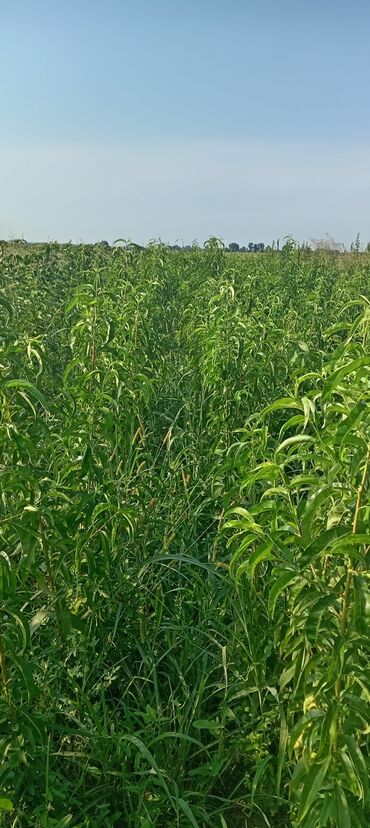 Tinglər: Hər növ meyvə aqcların satşı hər bir sort var çadrlma pulsuzdur meyvə — 7