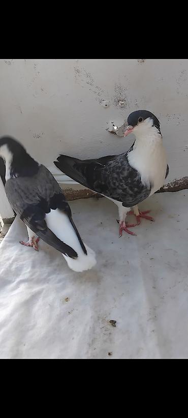 at satisi qiymetleri: 12 eded delfin goyercin 5 eded dekarativ delfinlerin cutu 30 manat — 2