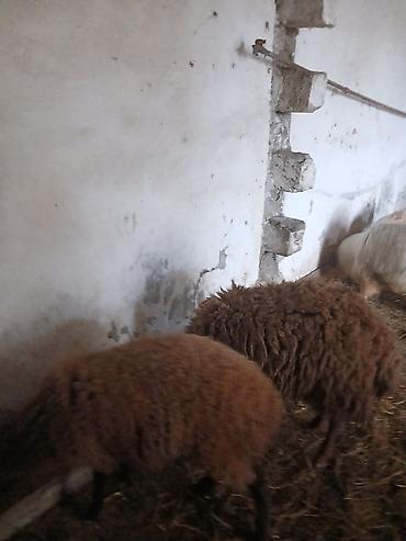 Qoyunlar, qoçlar: Iki baş qala cinsi ekizdilər 11 ayLlqdlLar qiymet birine aiddir.qoc — 10