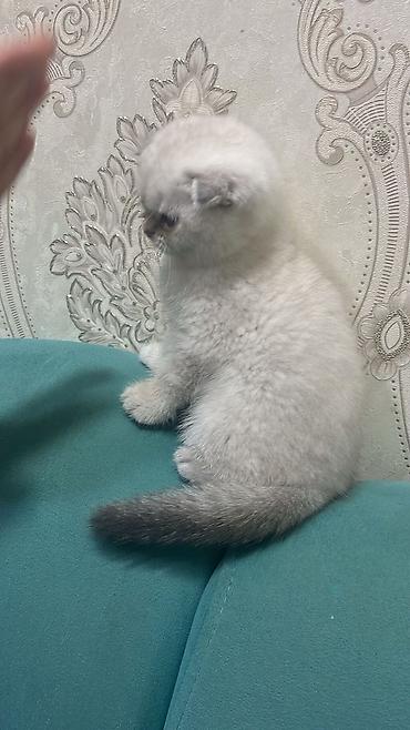 Pişiklər: Britan — 5