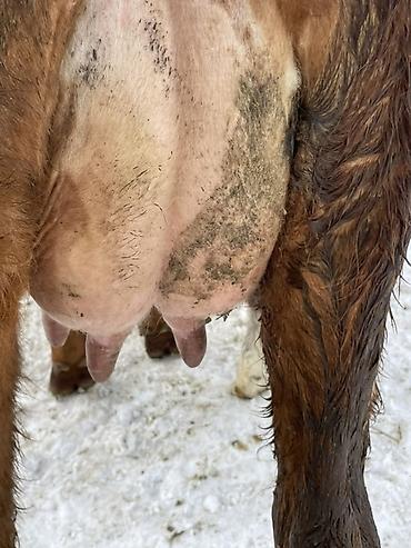 Коровы, быки: Продаю | Корова (самка) | Полукровка | Для молока | После отела at lalafo.kg — 11 Коровы, быки: Продаю | Корова (самка) | Полукровка | Для молока | После отела — 11