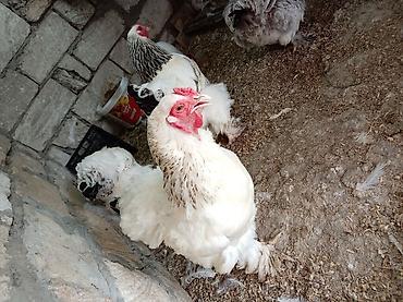 soya yemi: Toyuq, Brama, Damazlıq, Ünvandan götürmə — 6