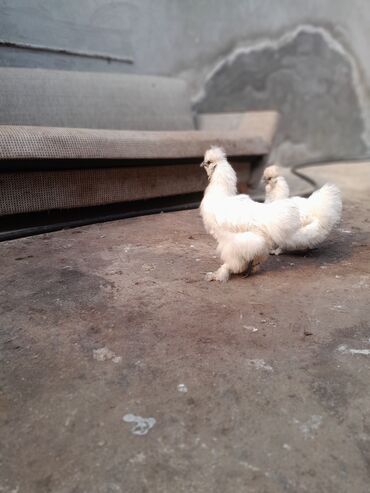 Toyuqlar: Toyuq, Damazlıq, Ödənişli çatdırılma -da lalafo.az — 1 Toyuqlar: Toyuq, Damazlıq, Ödənişli çatdırılma — 1