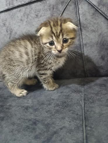 Pişiklər: Şotland — 1