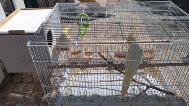 Птицы: Продаю папугаев Кареллы, семейная пара ухожанная с заводской
