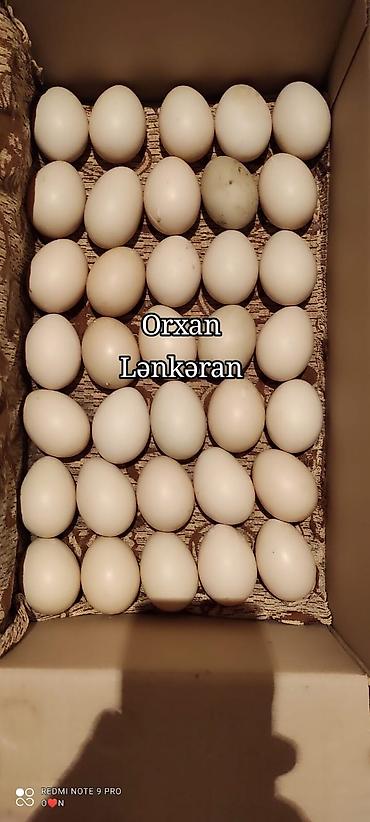 ördək balası və cücə: Salam, Təmiz Cins Amerikan sortu lal ördək balalarının və yumurta — 6