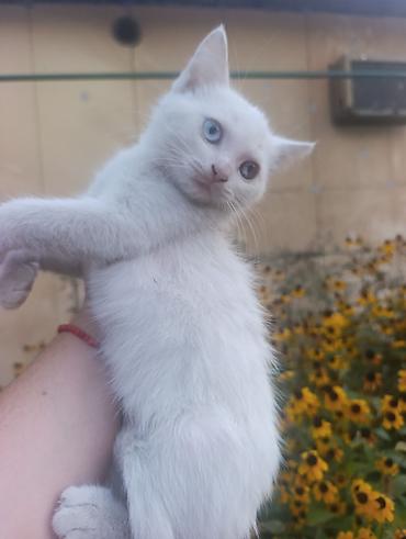 белый кошка: Котята от породистой кошки - 2 девочки - Окрас котят: белый; у — 3