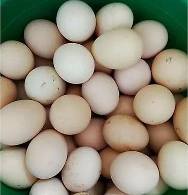 куры брамма: Продаю | Куры | Брама | Для разведения — 1