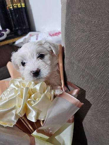 Psi: Na prodaju cistokrvni stenci maltezera. Ostenjeni 24.12.25. 4 zenkice — 13