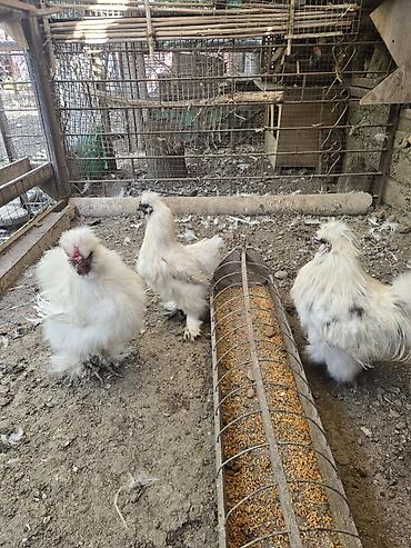 Птицы: Продаются пара китайских (шелковых ) взрослые, окрас долматинец — 9