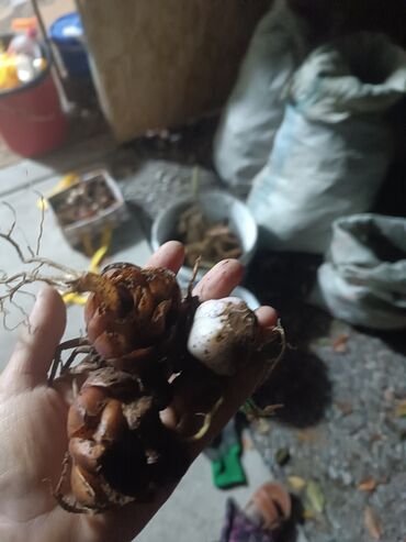 луковицы тюльпанов купить оптом: Луковицы цветка: Самовывоз, Платная доставка