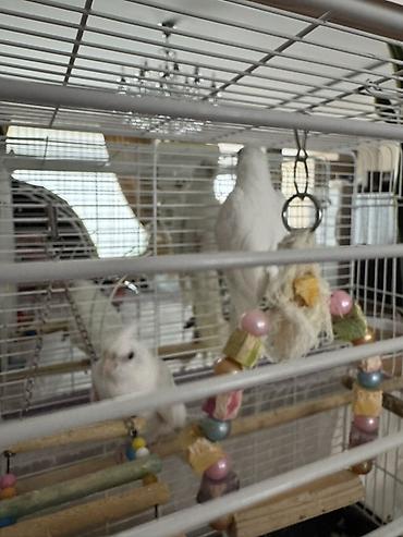 ucuz quslar: Yanaqsiz albinos korella balalar, tam sağlamdılar — 2