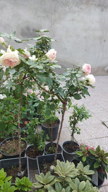 roza: Роза штамбовая пьер де ронсард привитая морозостойкая устойчивая к