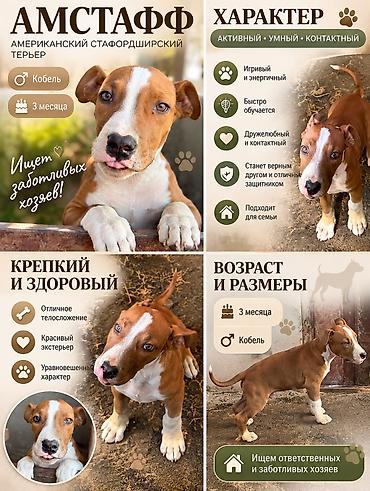 Амстафф, 3 месяца, Самец, С прививкой