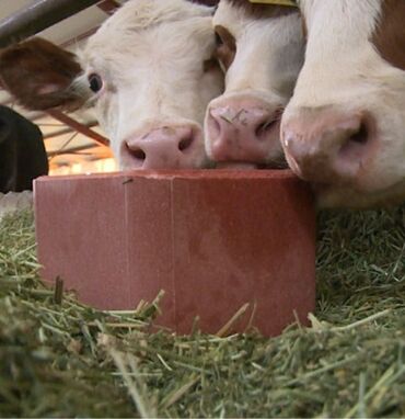 Qidalandırıcılar: Yem qabı, Yem üçün, Heyvanlar üçün, Rayonlara çatdırılma, Ünvandan götürmə, Ödənişli çatdırılma — 10