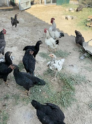 куры живые: Продаю | Куры | Домашняя | Для разведения — 3