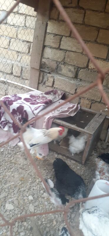 Toyuqlar: Cins toyoqlarin yumurtasi satlir təmiz qandr - Rənglər: ağ-qara — 8