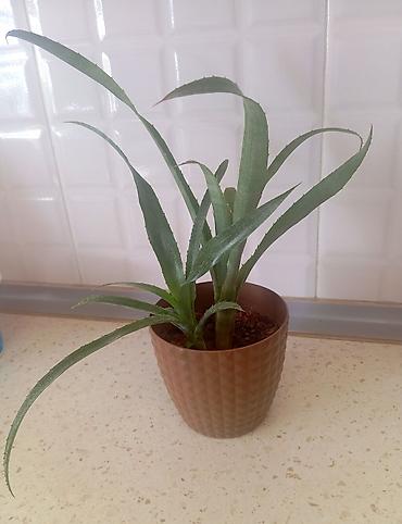 Otaq bitkiləri: Bulbergia nutant – digər adı "Kraliçanın göz yaşları" . Dekorativ — 1