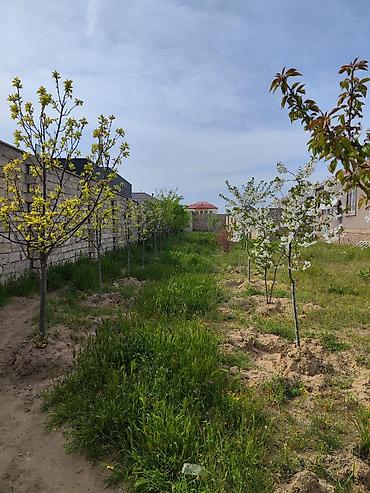 şüvəlan: 12 sot, Tikinti, Mülkiyyətçi, Kupça (Çıxarış) — 5