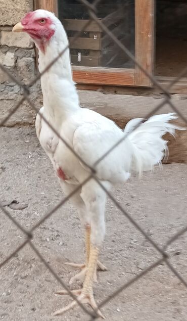 ротвейлер цена в баку: Toyuq, Damazlıq, Ünvandan götürmə