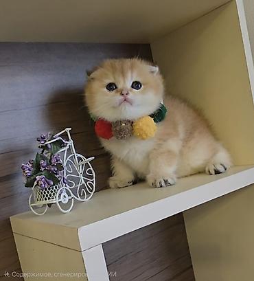 Pişiklər: Britan, Erkək, Dişi — 17