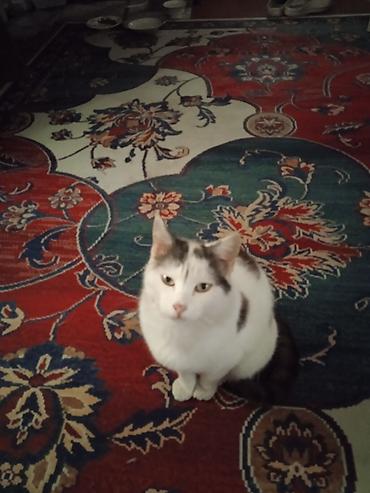 котят ош: ОТДАМ КОТЯТ И КОШЕК,здоровые, ЧИСТЫЕ,помогите пожалуйста кто не может — 8