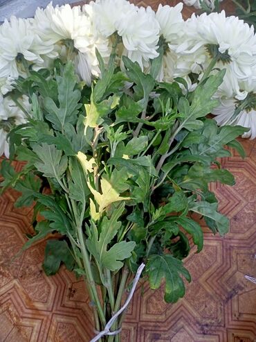 Цветы: Семена и саженцы Хризантем, Бесплатная доставка