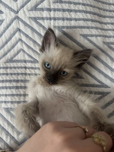 Отдам даром кошку: Кошка даром: Сиамская, 1 месяц, Мальчик, Приучена к лотку, Проглистована