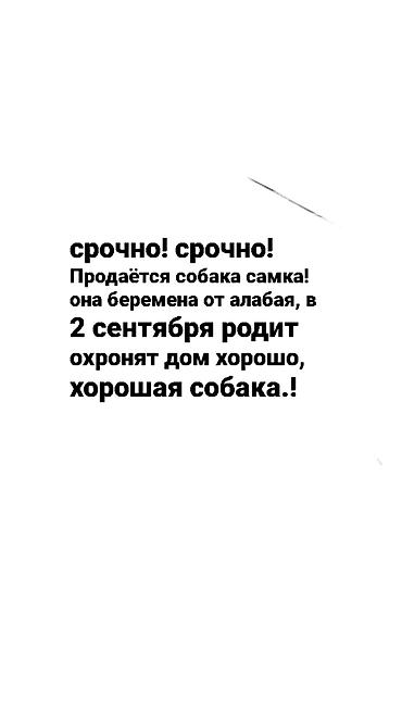 Животные: Собака, самка. Беременна от алабая, ожидаемые роды — 2 сентября — 1