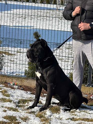 pepco psi: Na prodaju prelep mužjak Cane Corso, star 2,5 godine. Socijalizovan — 7