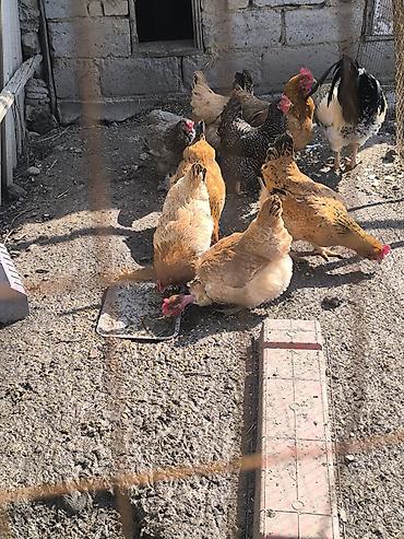 Куры, петухи: Продаю | Куры | Домашняя | Для разведения — 8