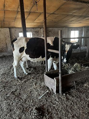 kanada sortu hinduska: Süni cinsli, qara-ağ alacalı inək satılır. Ferma şəraitində — 5