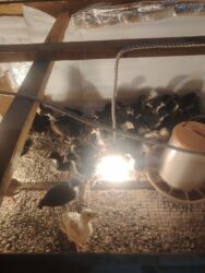 той пудель баку: Qara Avstrolop cuceler satilir 3azn