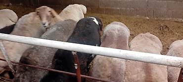 Баран, овца: Продаю | Баран (самец) | Для разведения — 9