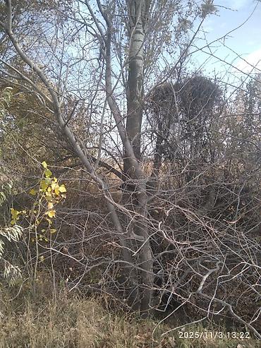 Тополь: Тополя для озеленения/живой изгороди - Порода: тополь (пирамидальный — 25