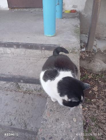 Отдам даром кошку: Пушистые кошки — двое очаровательных домашних любимцев - Породы/тип — 4