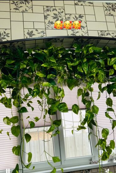 кухонный шкаф настенный: Эпипремнум Голд (Scindapsus) - ампельное комнатное растение с длинными